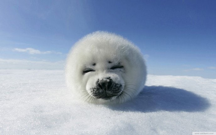 3835_One-small-and-fluffy-baby-seal-HD-wallpaper