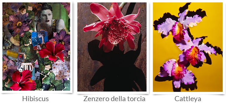 Fiori-di-Barbieri